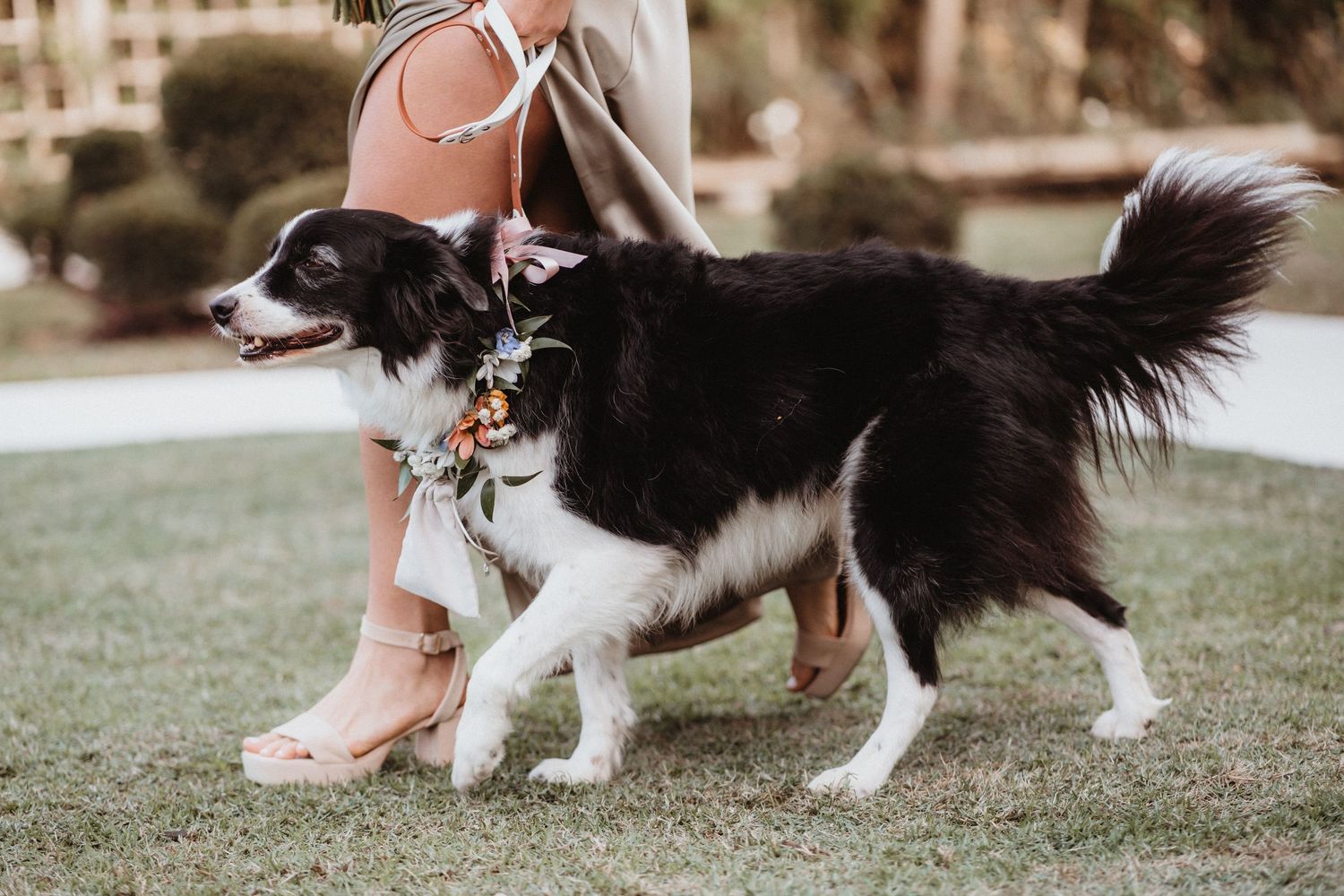 Black and white border collie wearing a floral collar walking at an outdoor wedding.
