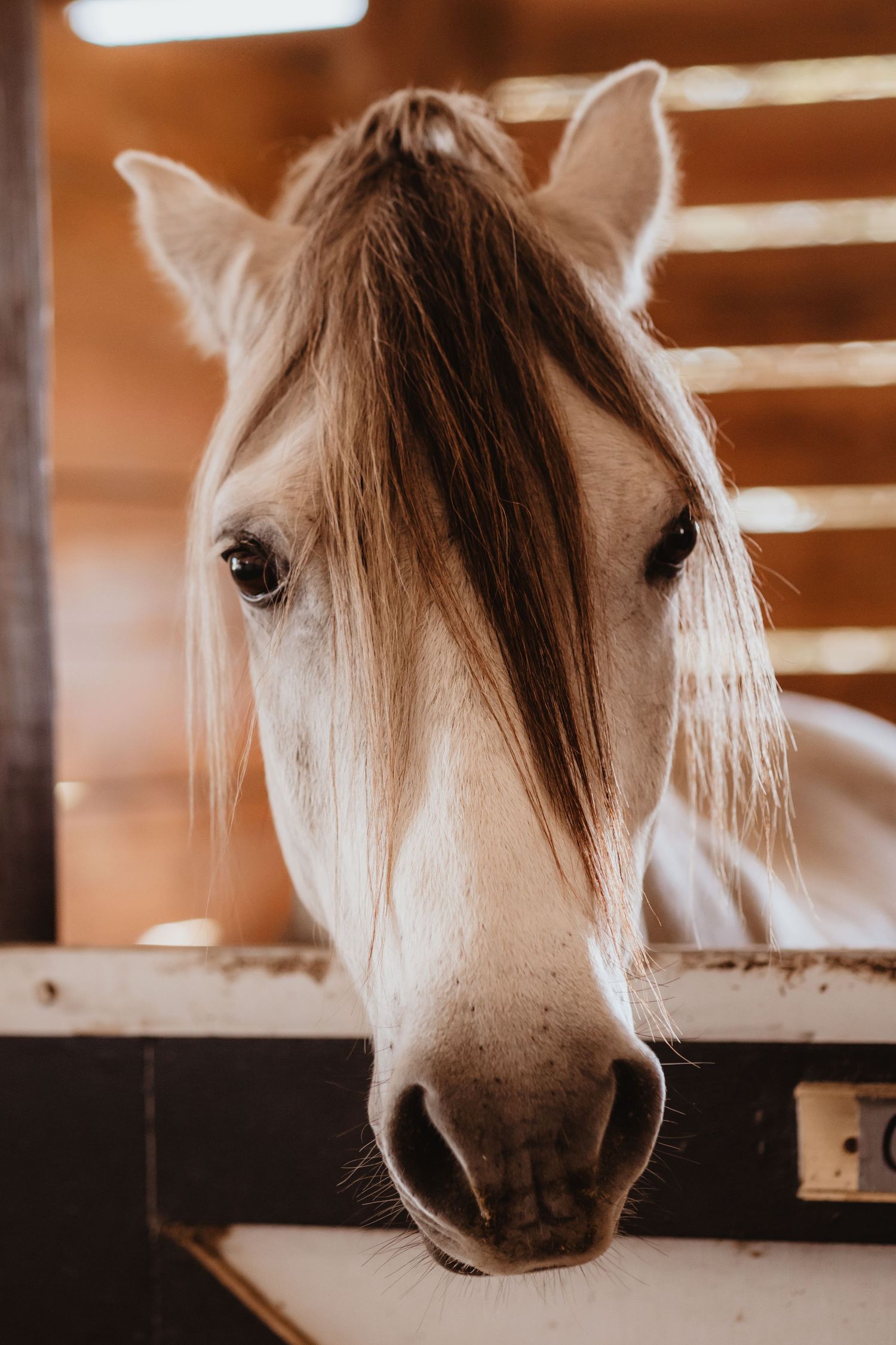 Close-up portrait of a white horse with a flowing mane inside a wooden stable.