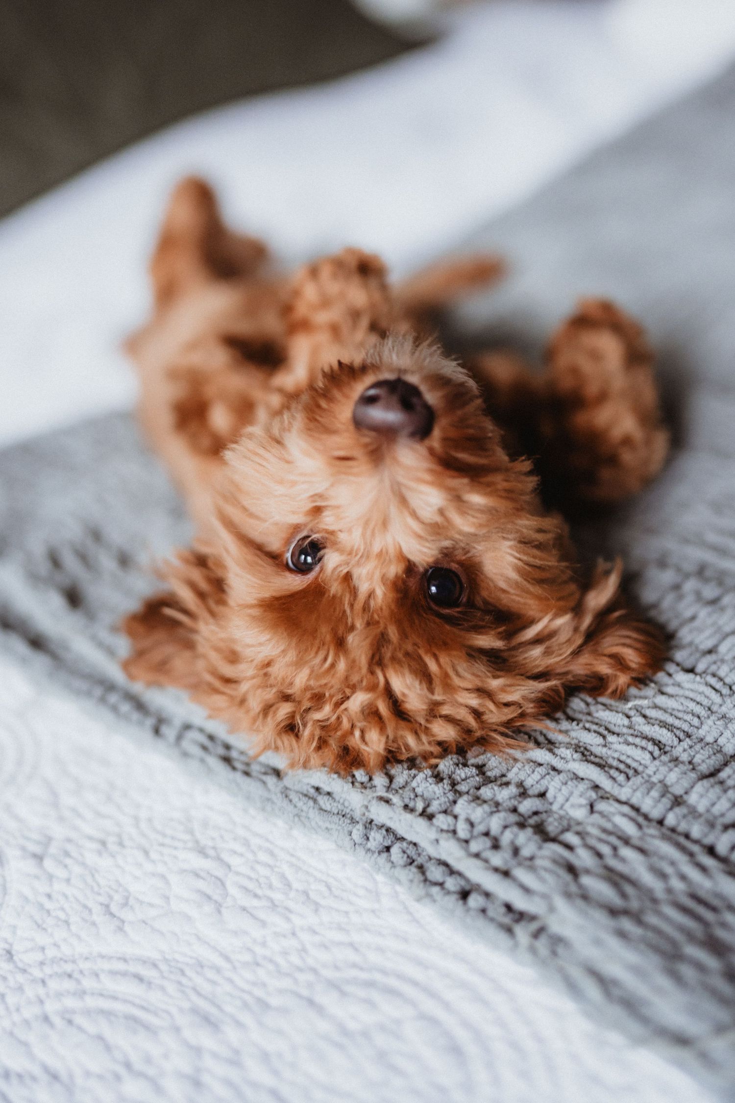 Adorable fluffy brown cavapoo puppy lying on its back on a gray knit blanket.