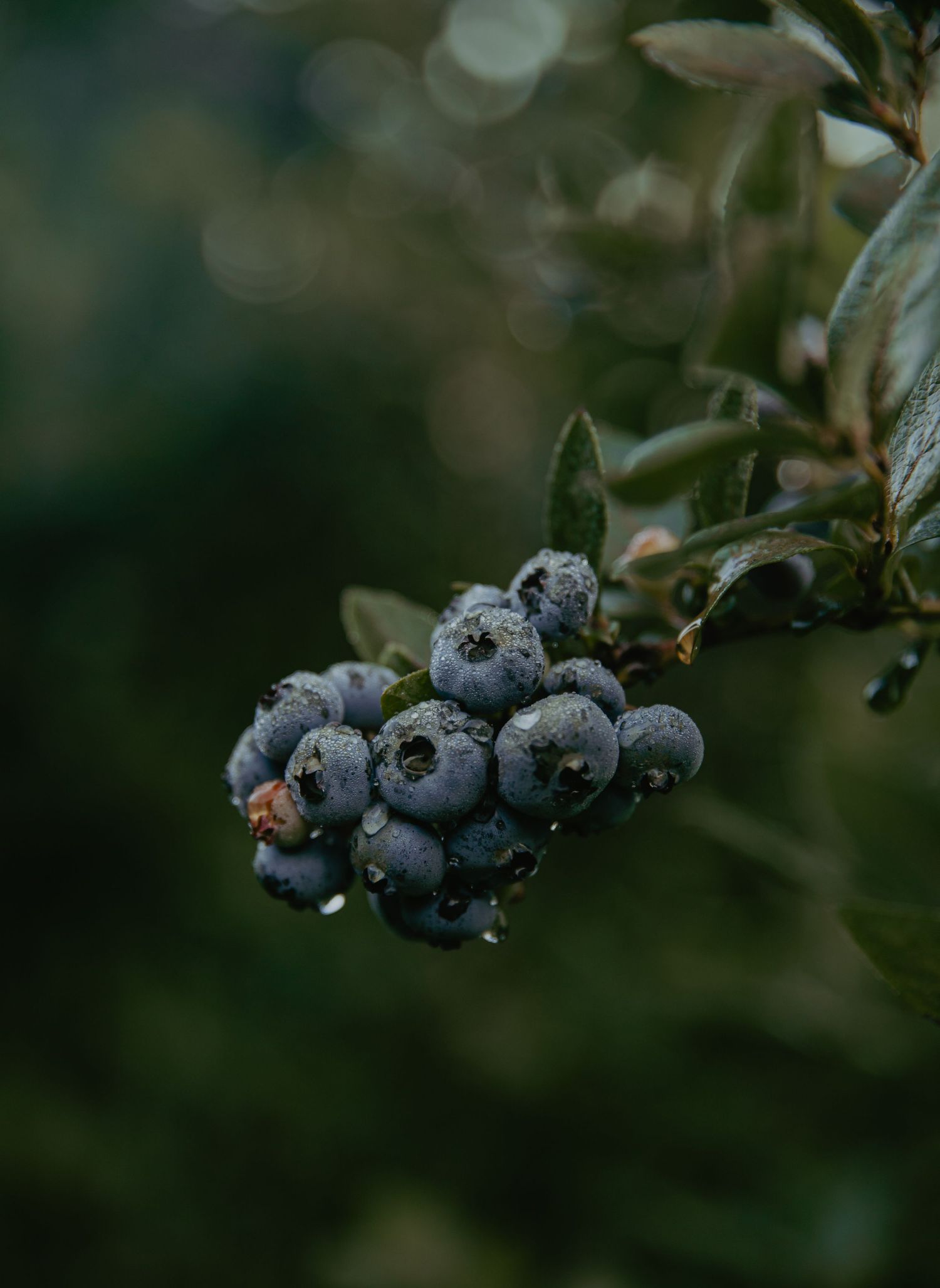Fresh ripe blueberries growing on bush branches with bokeh background.