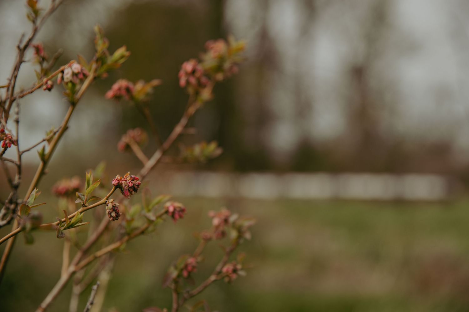 Close-up of delicate pink spring buds on bare branches with a blurred green field and white fence in the background.