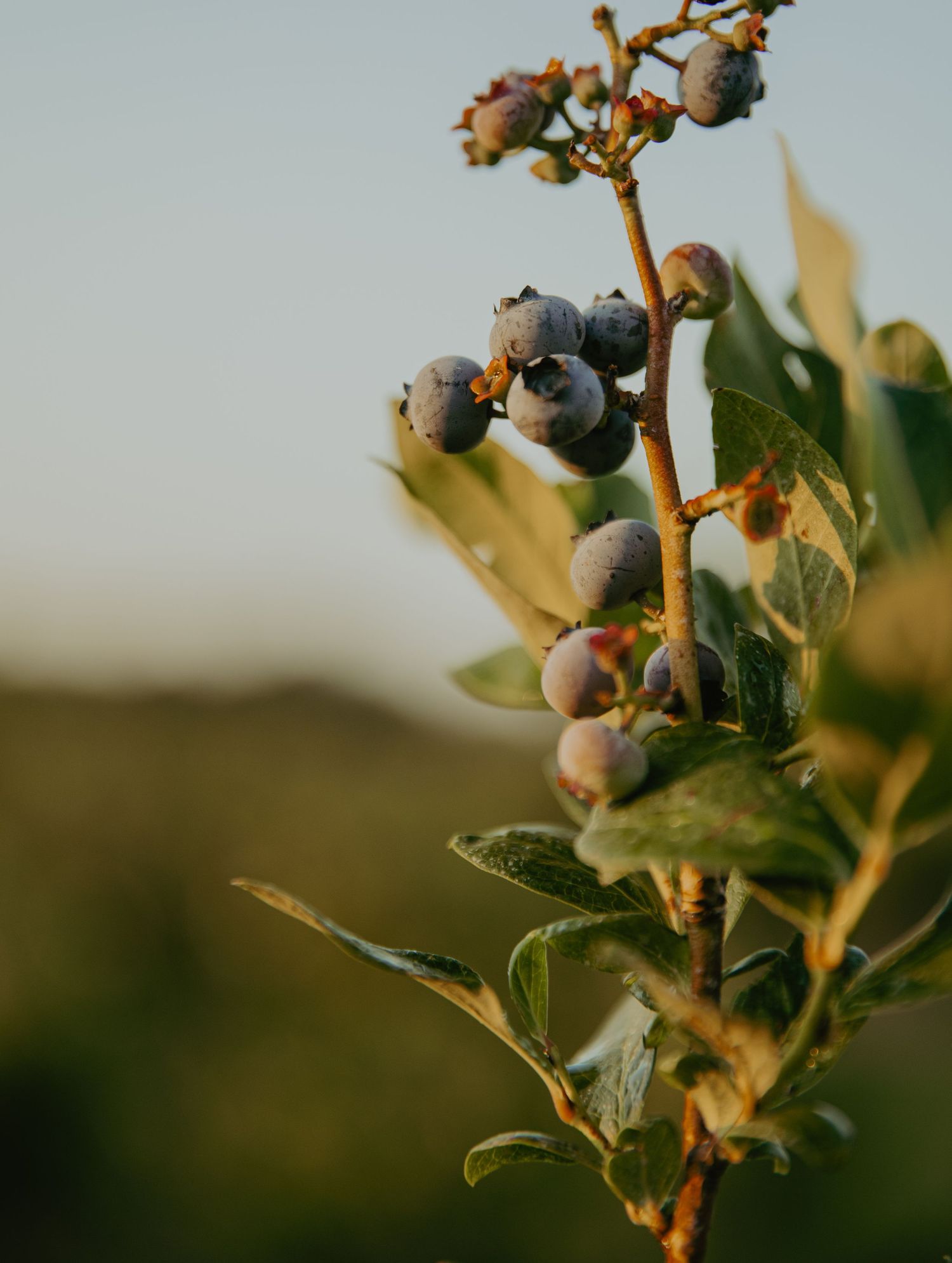 Ripe blueberries growing on branches against a soft sky background.