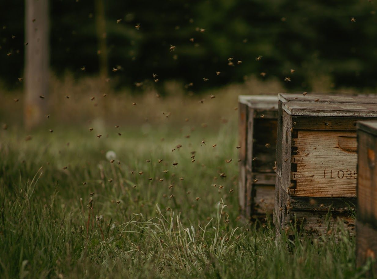 Wooden beehive boxes arranged in a grassy field at dusk.