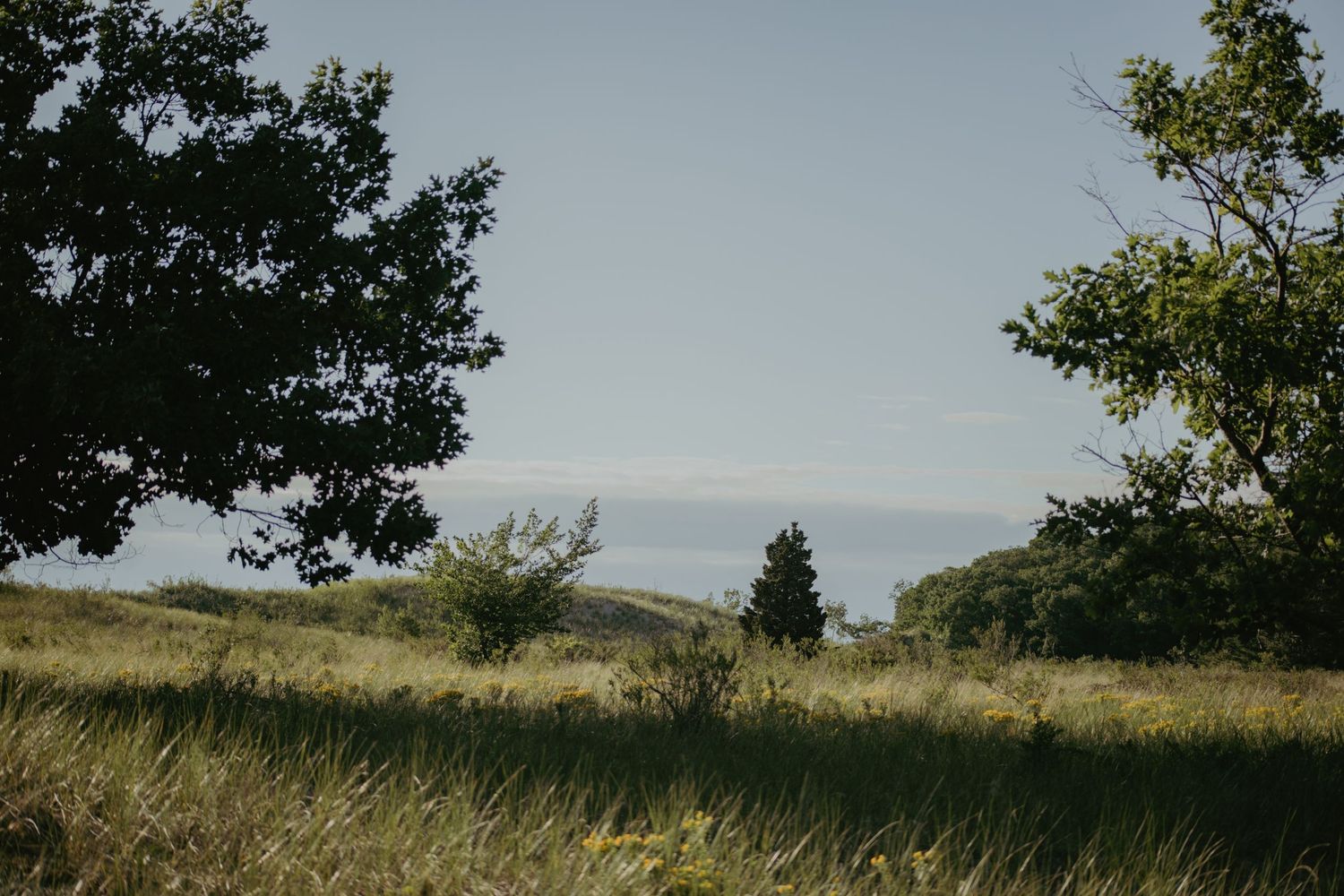 Lush green meadow with trees framing a distant ocean view under a clear blue sky.