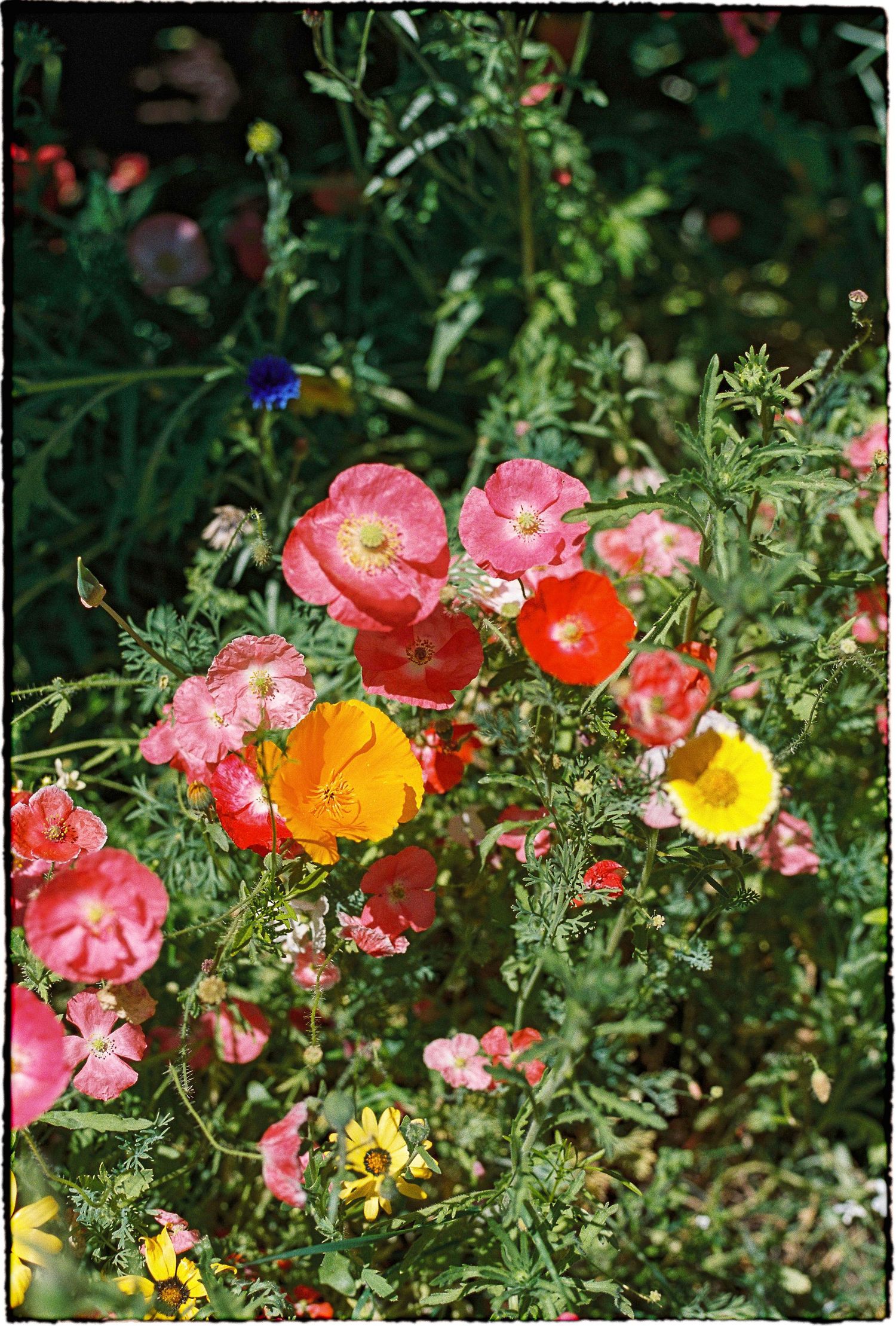 Vibrant pink and yellow poppies blooming in a lush garden setting.