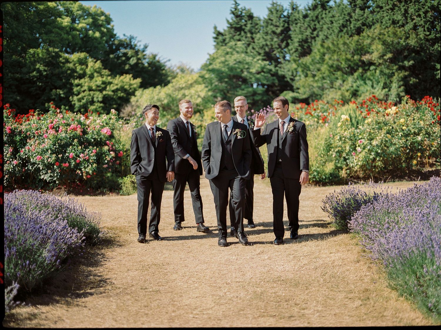 Five groomsmen in black suits walking together along a garden path lined with lavender and red roses on a sunny day.