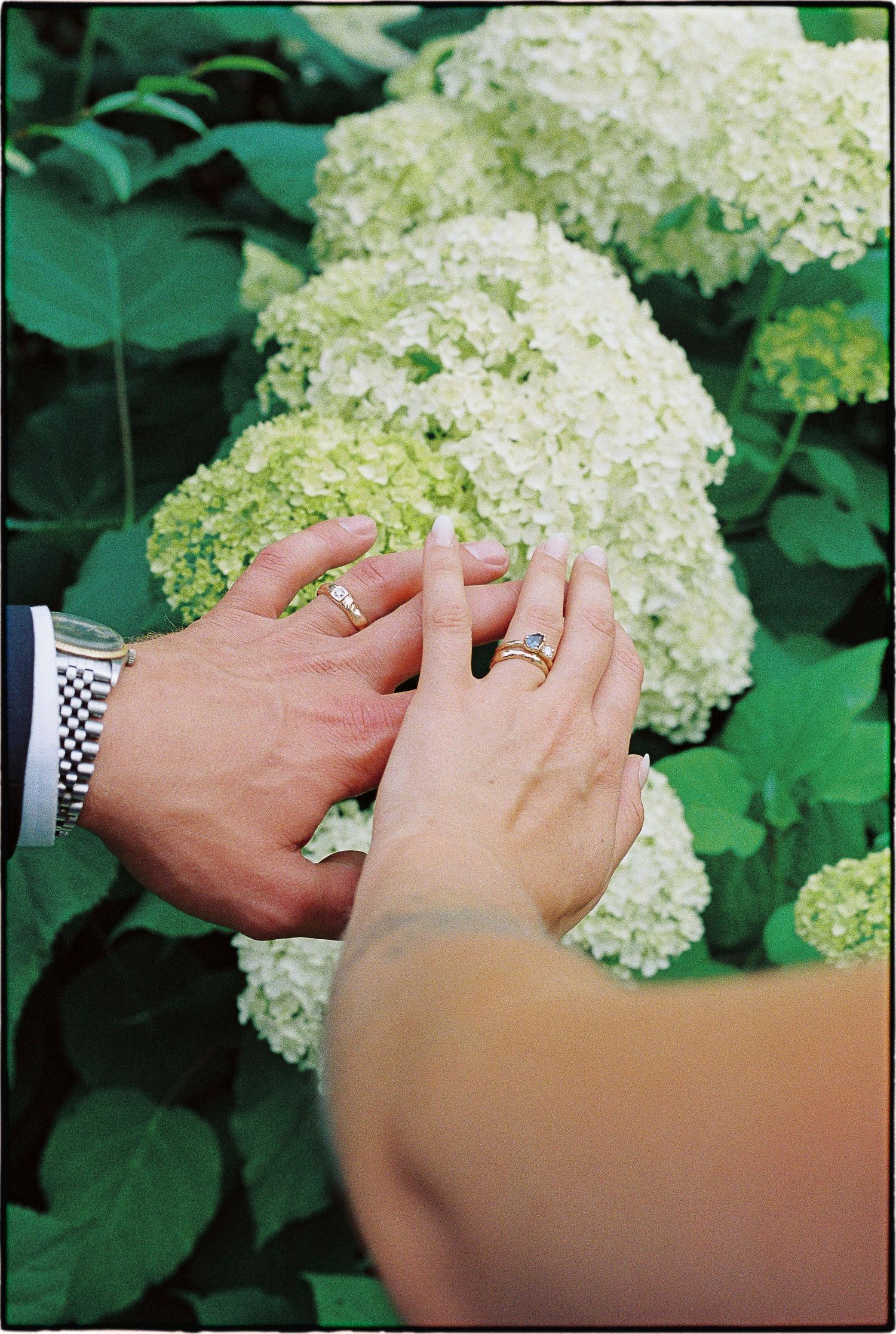 Two hands adorned with wedding rings rest on white hydrangea blooms in a lush green garden setting.