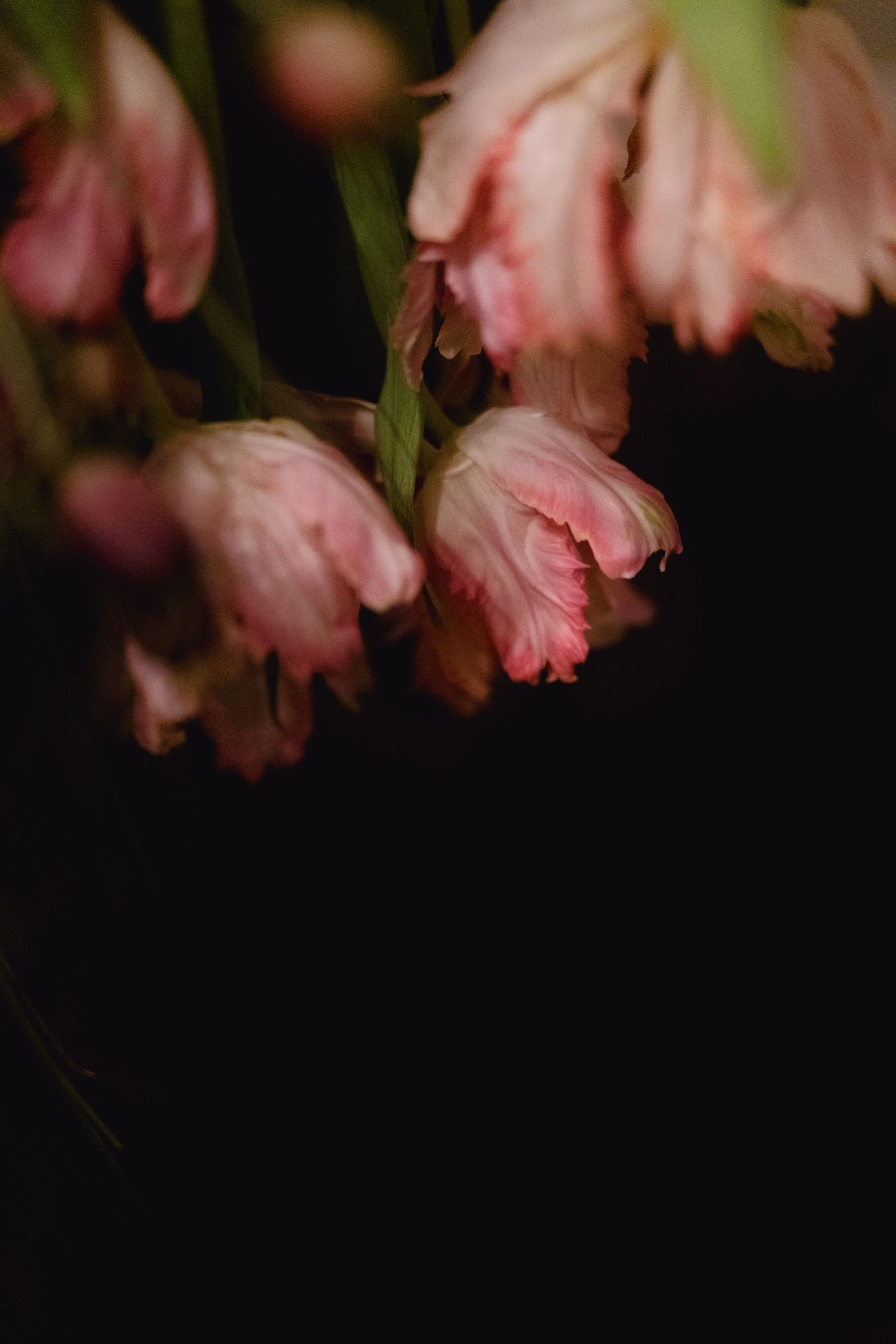 Delicate pink tulips drooping gracefully against a dark black background in moody, dramatic floral photography.