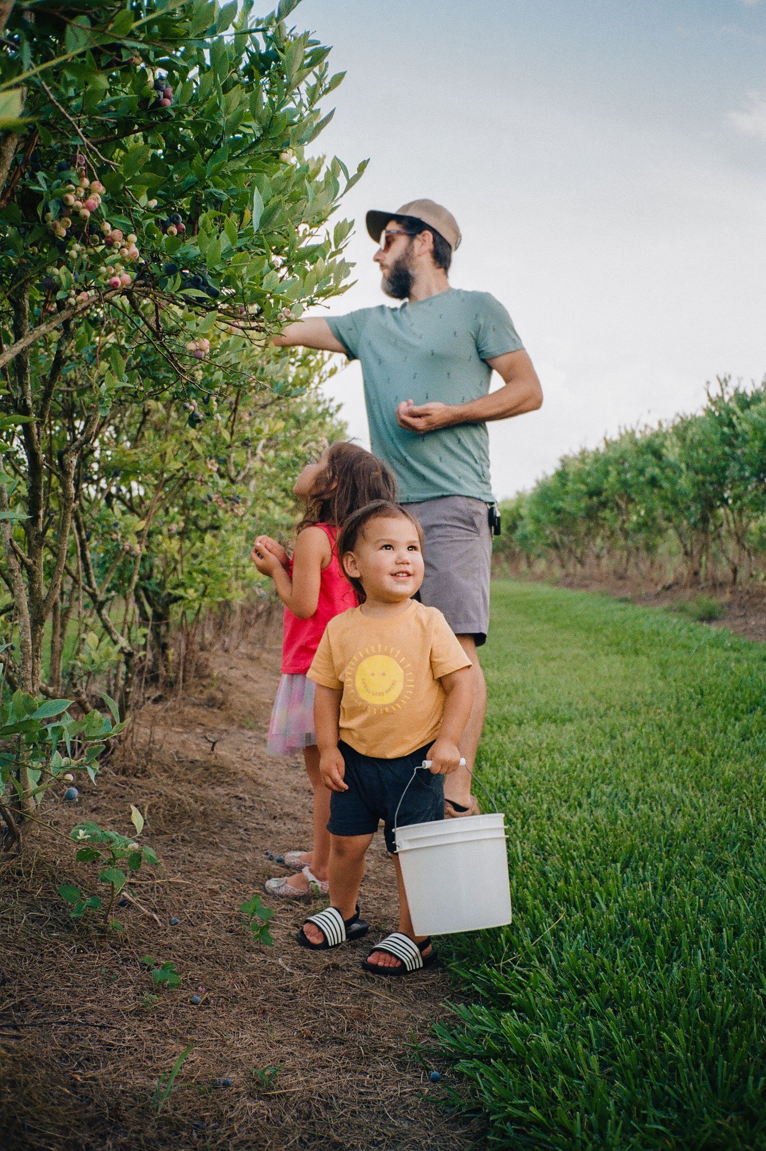 Family picking blueberries together on a sunny day at a local farm, carrying buckets along grassy paths.