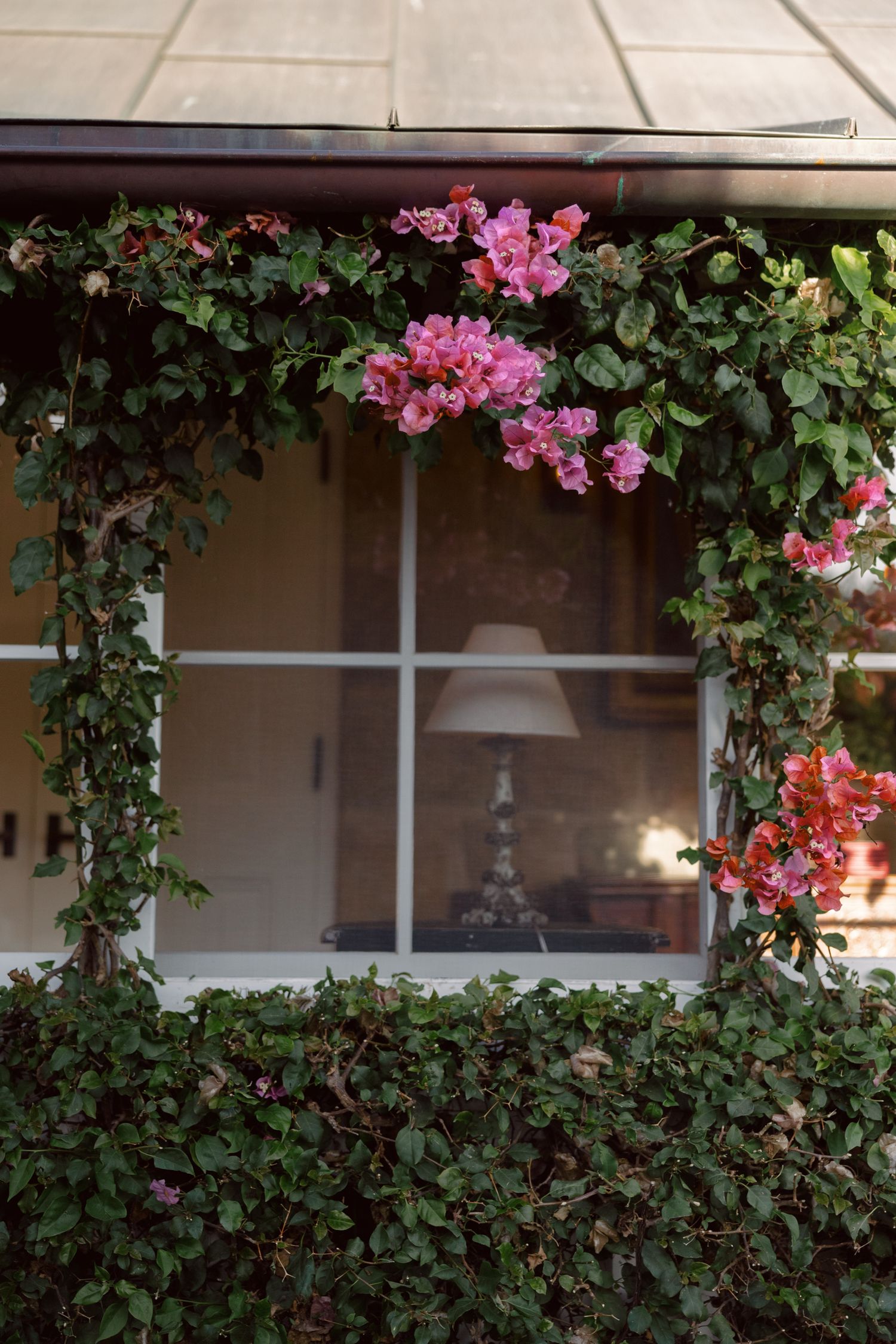 Pink bougainvillea flowers cascade over a porch railing with white windows and tan walls in the background.