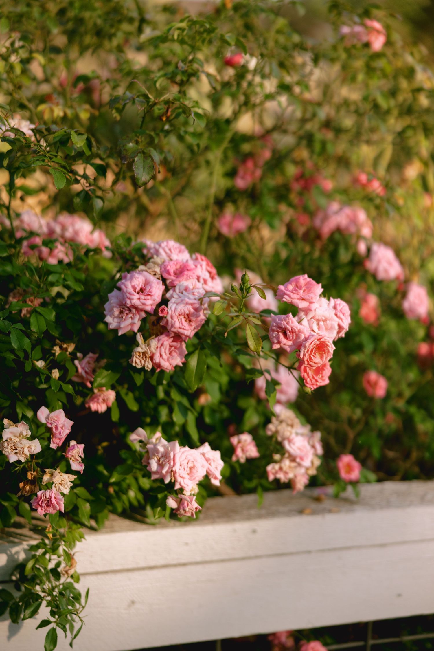 Pink climbing roses bloom along a white garden fence in a lush summer garden setting.