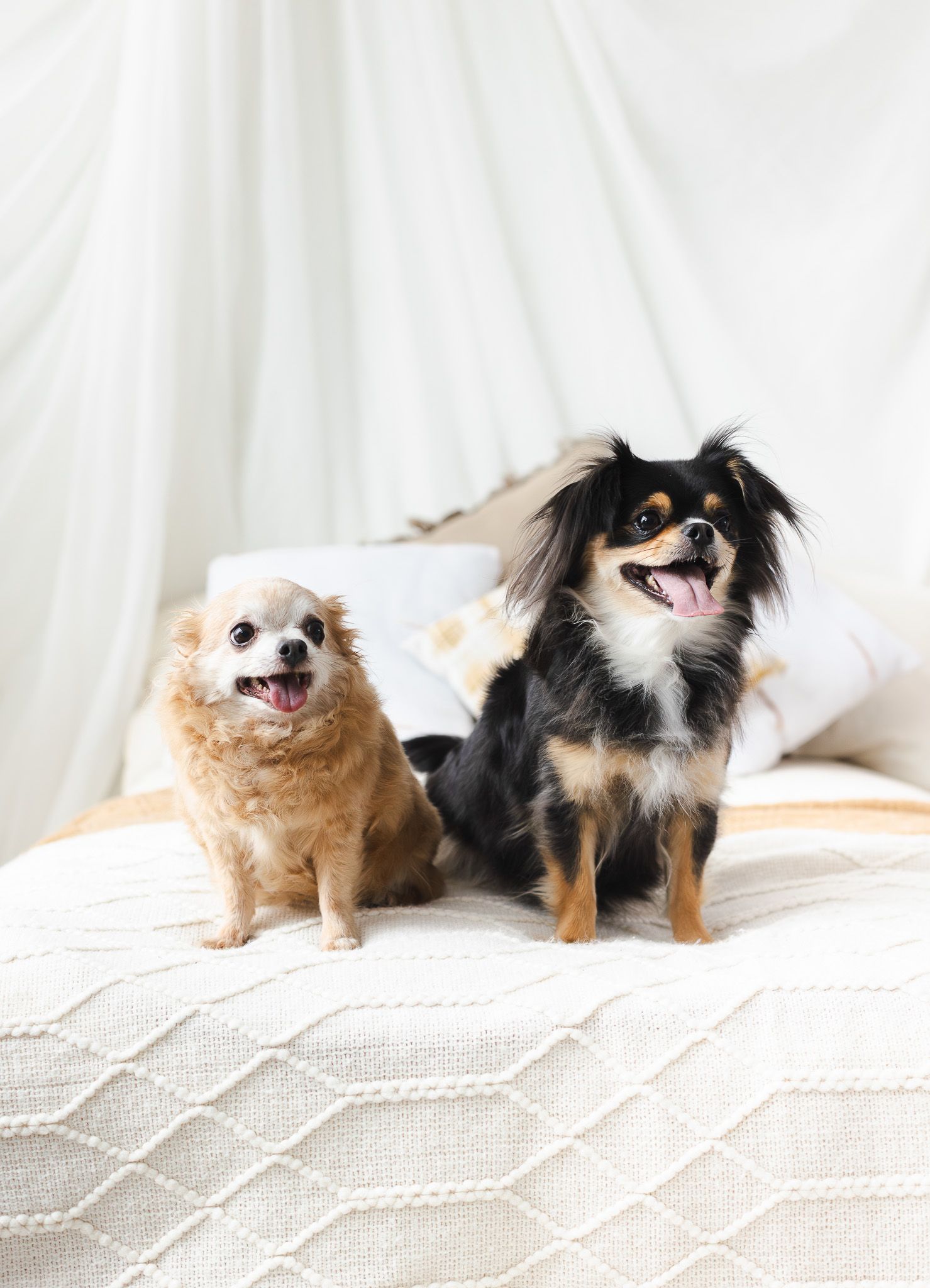 fotografía familiar mascotas santiago de chile