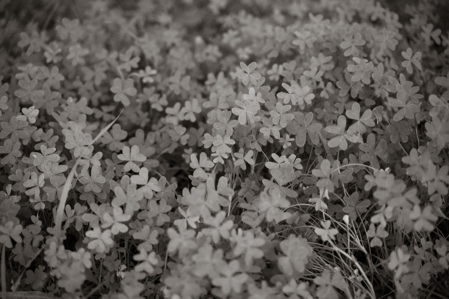 Lisbon Family Photographer, Nature