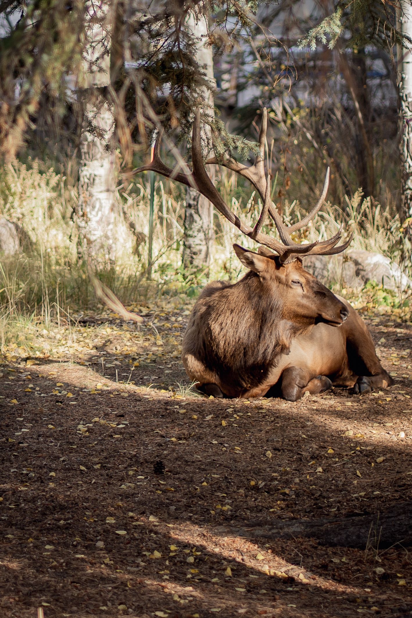 Majestic bull elk resting on forest floor with large antlers in natural habitat.