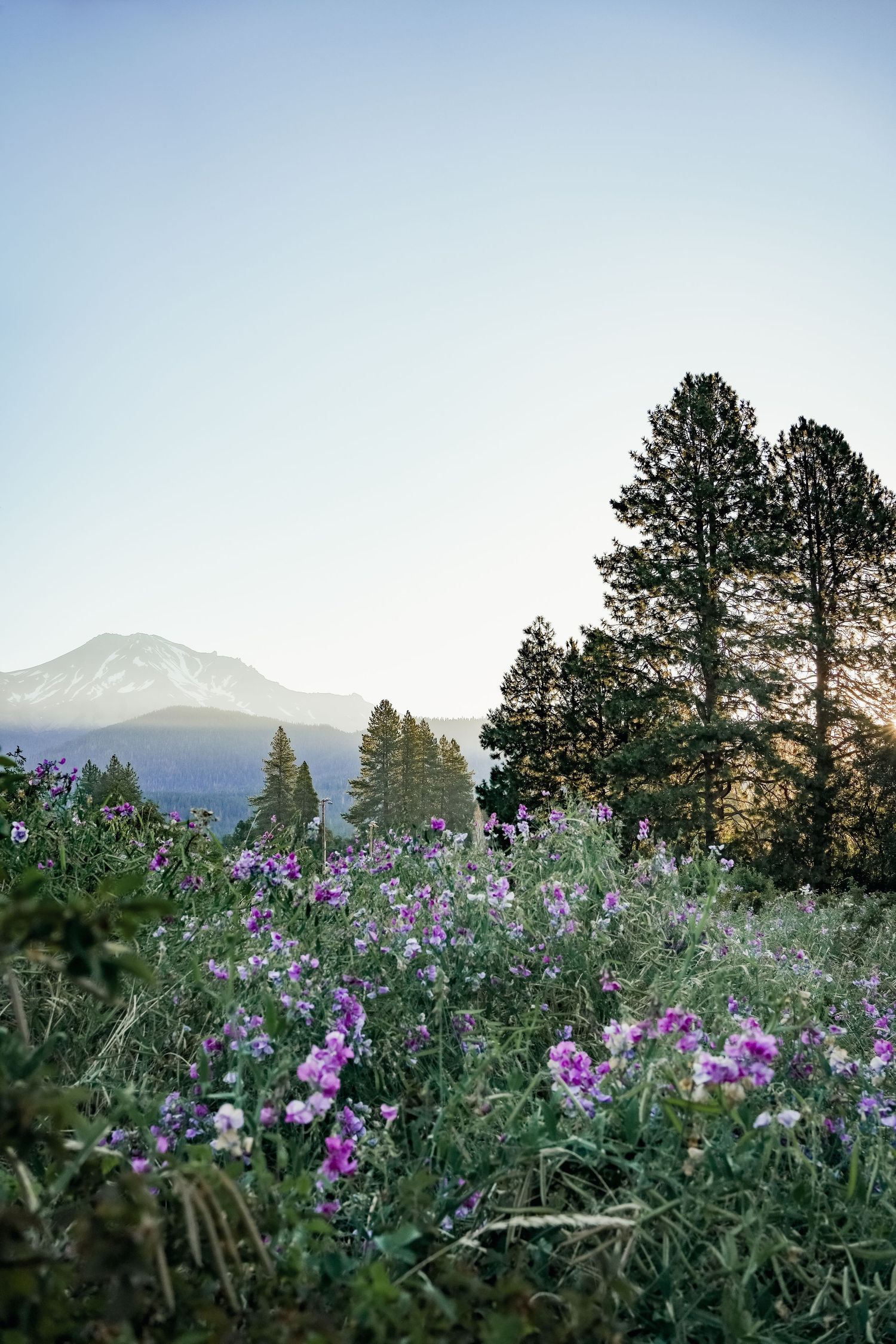 Purple wildflowers bloom beneath tall pine trees with a mountain peak in the background.