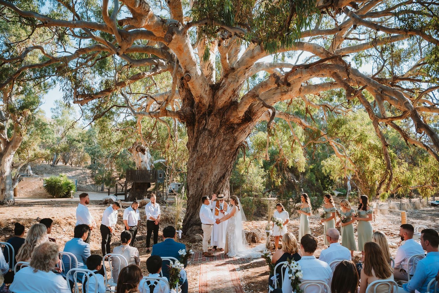 Outdoor wedding ceremony under a majestic old oak tree decorated with hanging lights and Spanish moss.