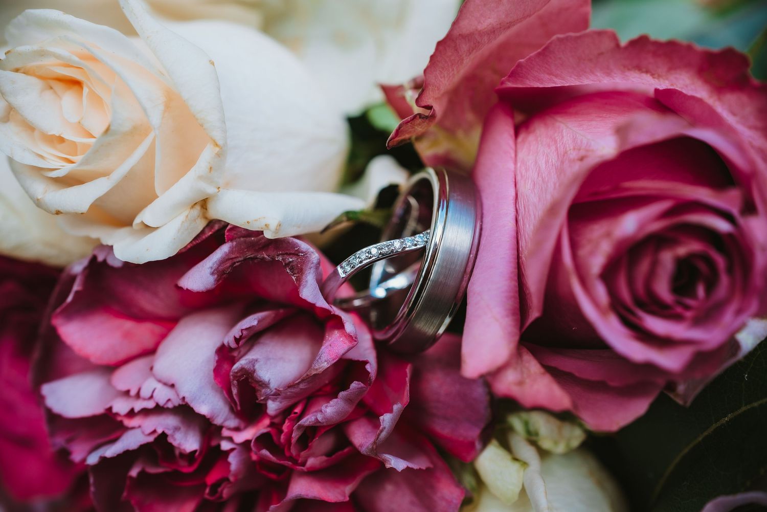 Wedding rings nestled between pink and cream colored roses in a romantic close-up shot.