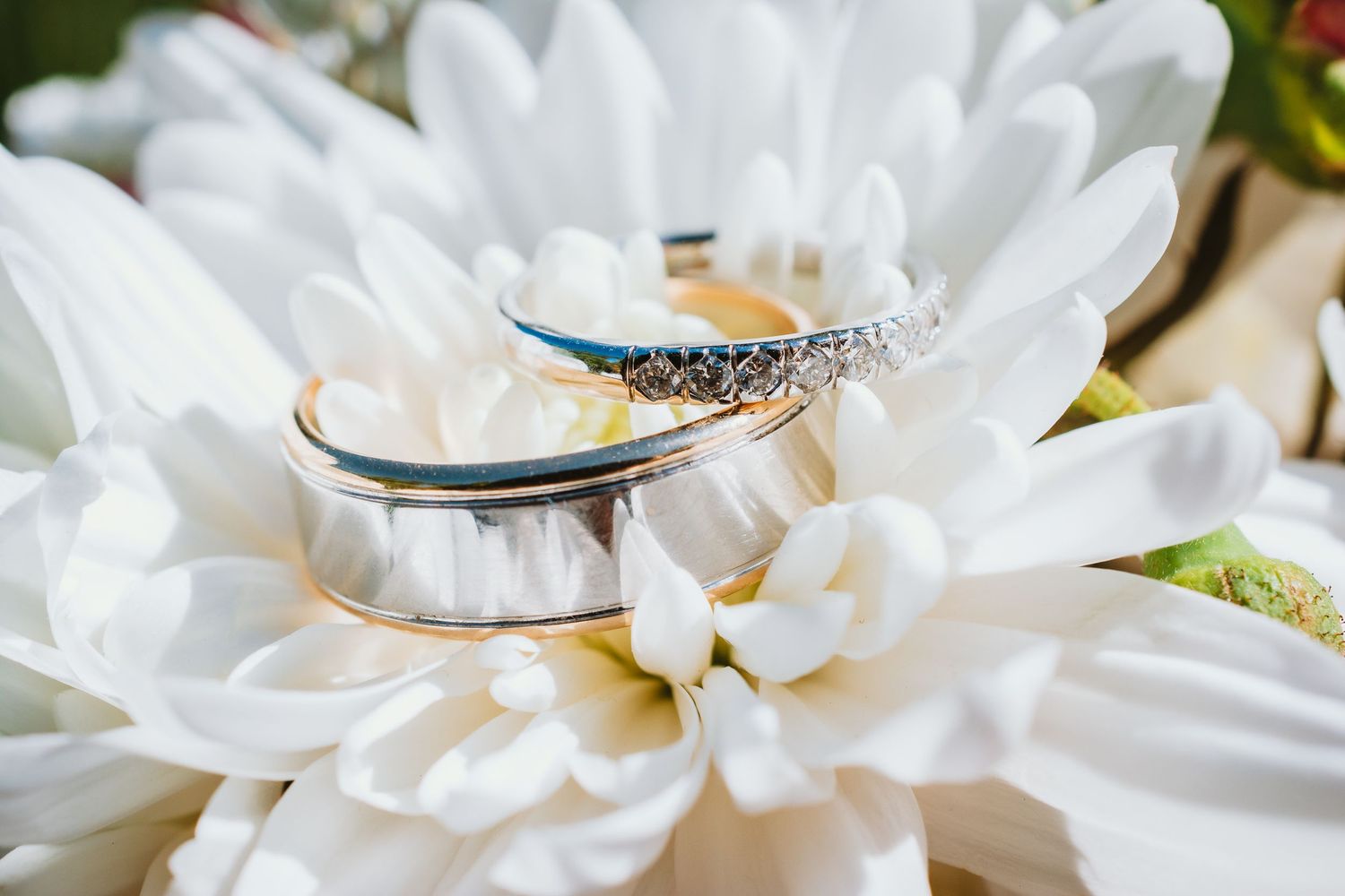 Two silver wedding rings with diamond accents resting on white daisy petals in soft natural light.
