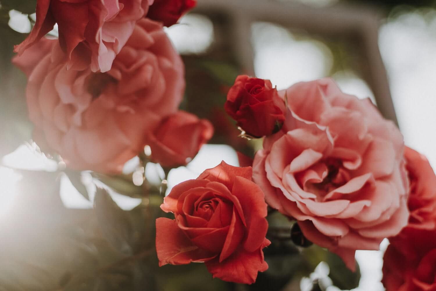 Pink and red roses bloom in a romantic garden setting with soft bokeh lighting effects in the background.