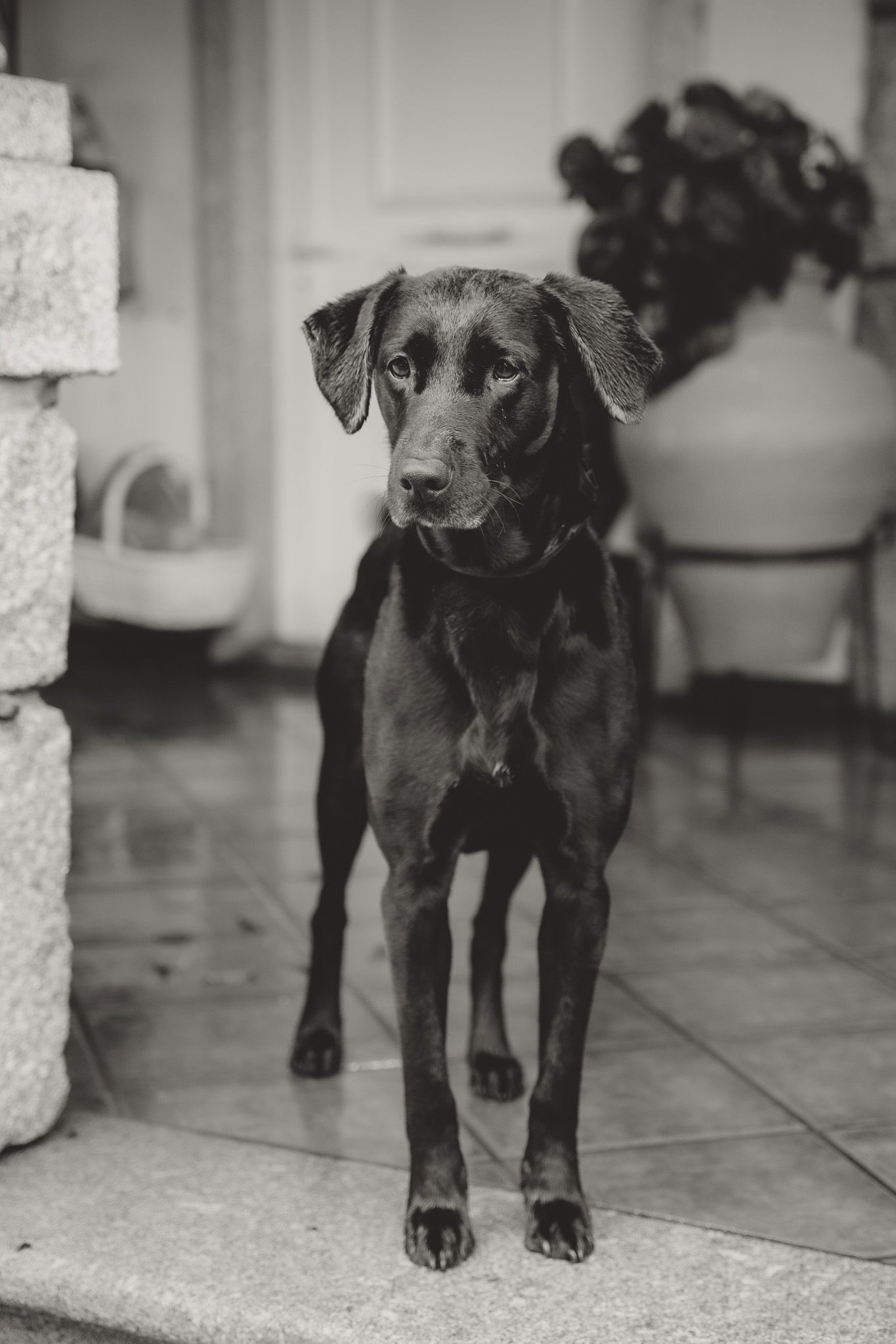 Black and white portrait of small black dogs sitting on tiled floor.
