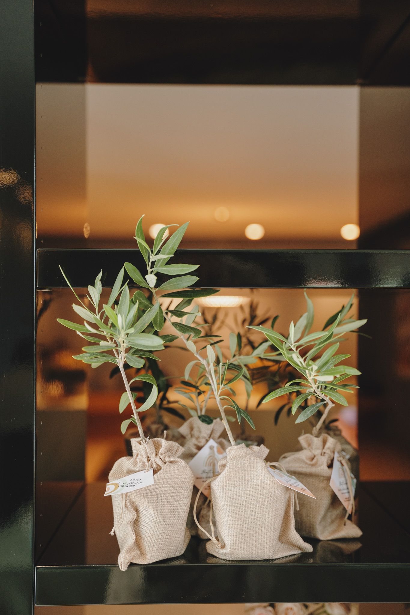 Small potted olive plants wrapped in burlap displayed on a dark shelf.