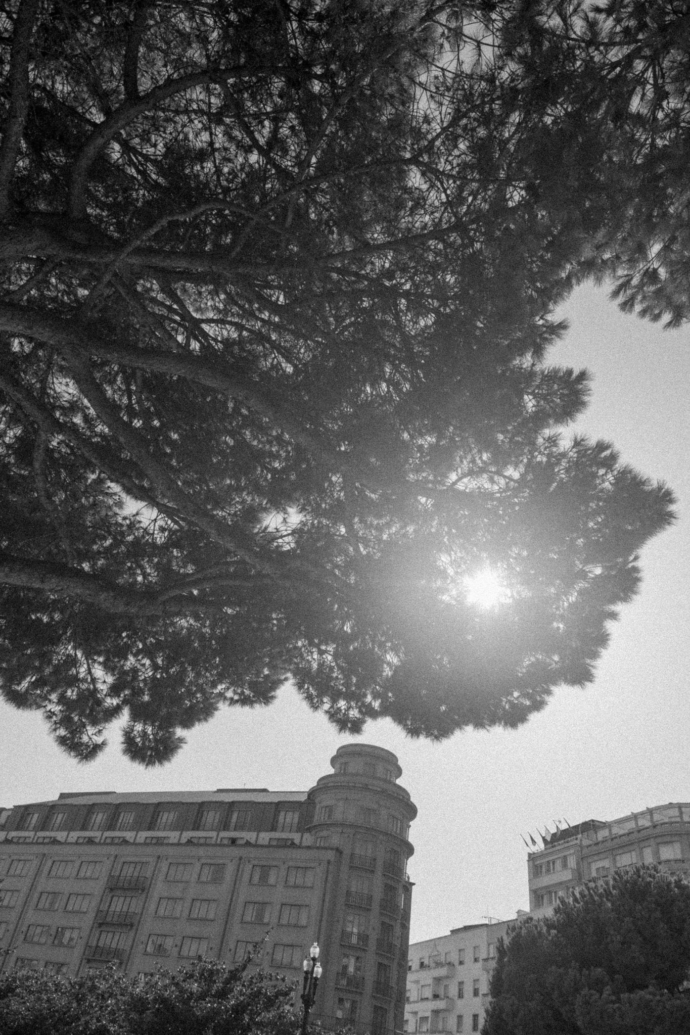 Sunlit urban scene with trees silhouetted against historic apartment buildings.