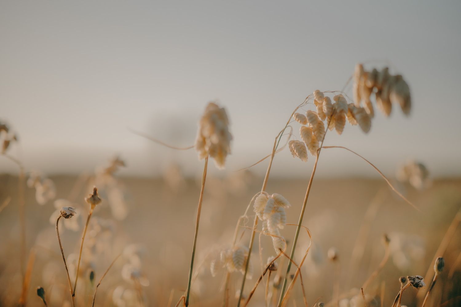 Dried wheat stalks silhouetted against a soft, misty sky at sunset.