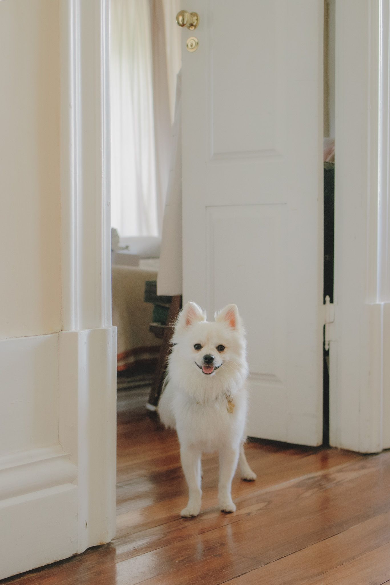 Fluffy white Pomeranian dog walking down a hallway with hardwood floors.