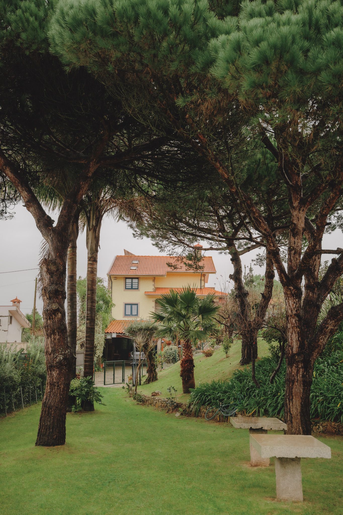 Garden pathway lined with tall pine trees and stone benches on a grassy lawn.