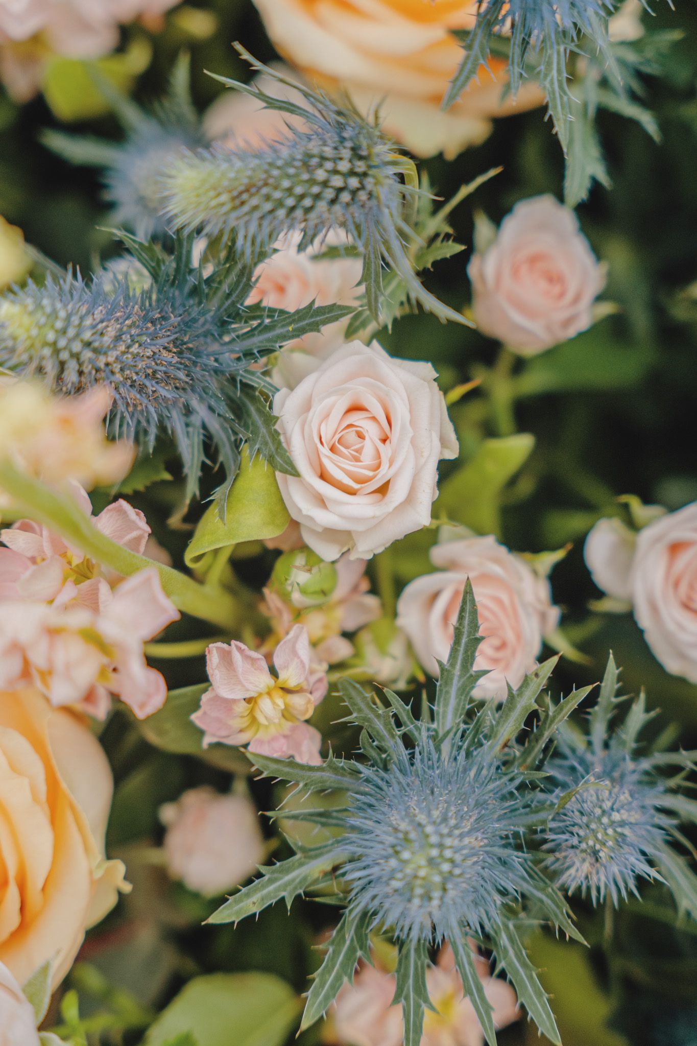 Close-up of peachy roses mixed with blue thistle flowers in a garden setting.