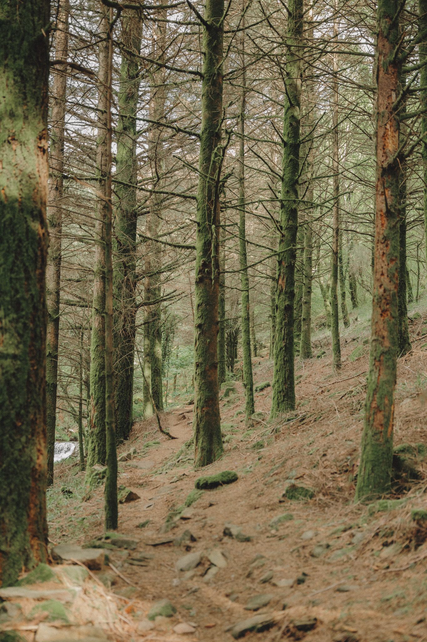 A serene forest scene with tall pine trees and sloping ground covered in fallen needles.