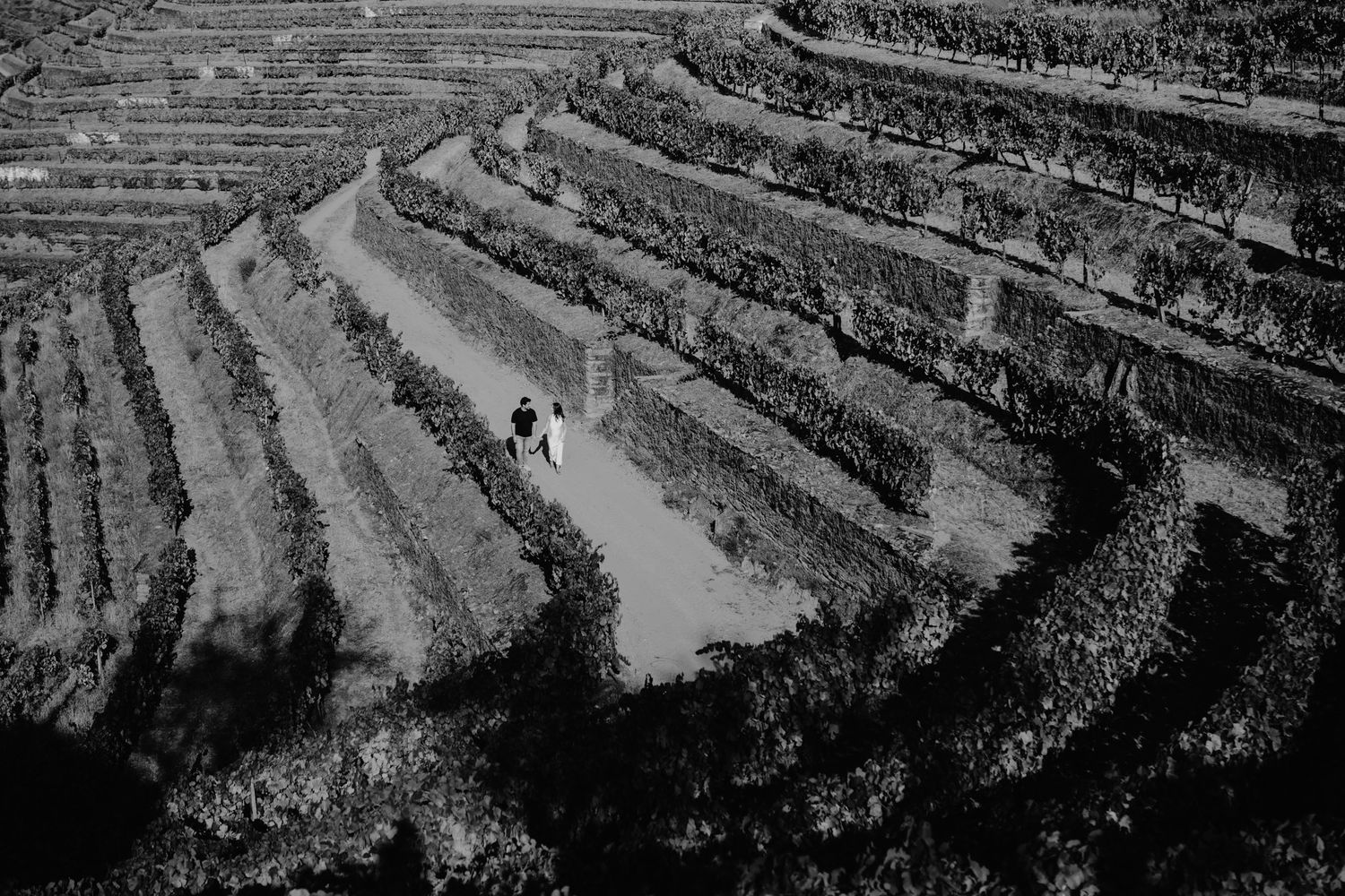 Aerial view of terraced vineyard slopes with dramatic shadows and patterns.