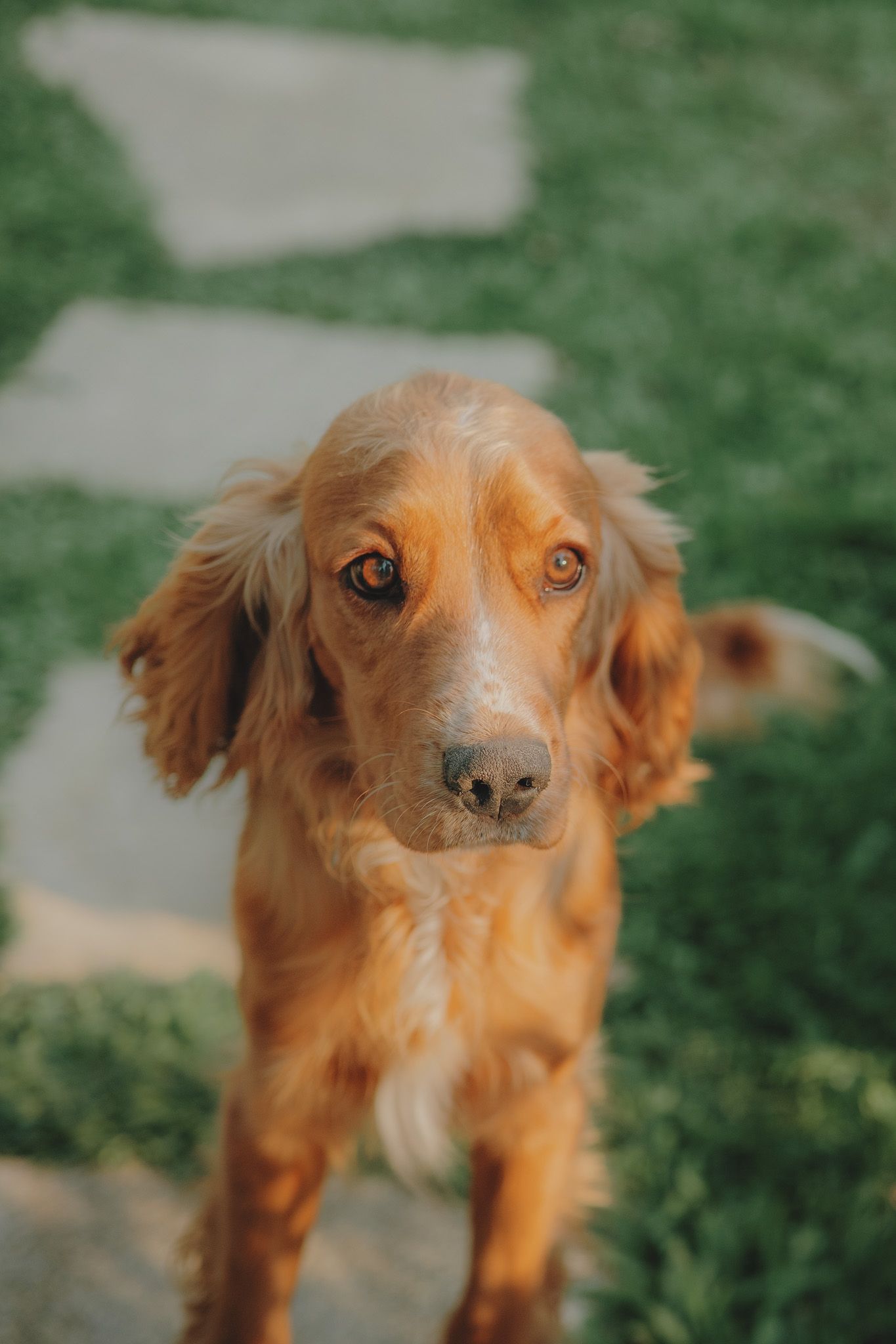 Close-up portrait of a golden-brown dog with long ears looking at the camera.
