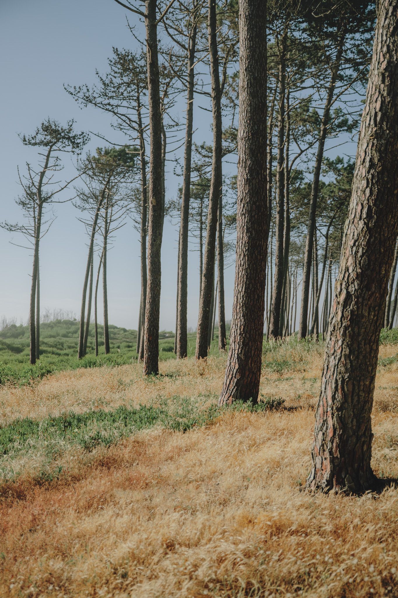 Tall pine trees line a grassy hillside under blue sky.