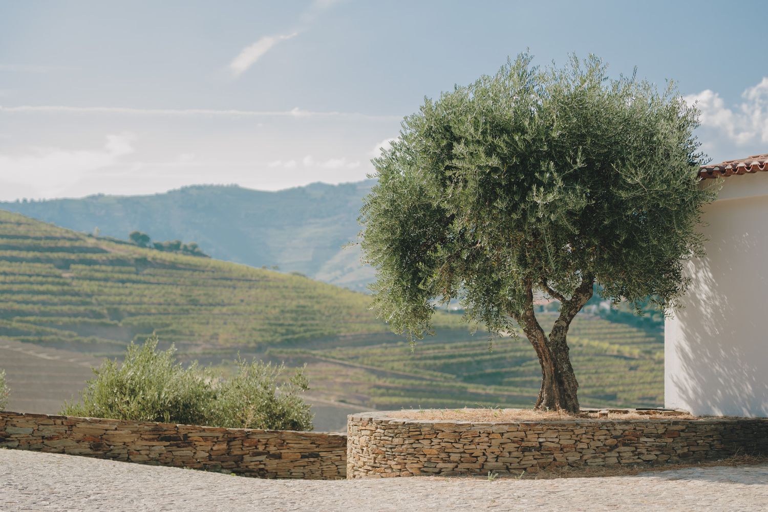Scenic landscape view of terraced hills with olive trees and white buildings in Portugal.