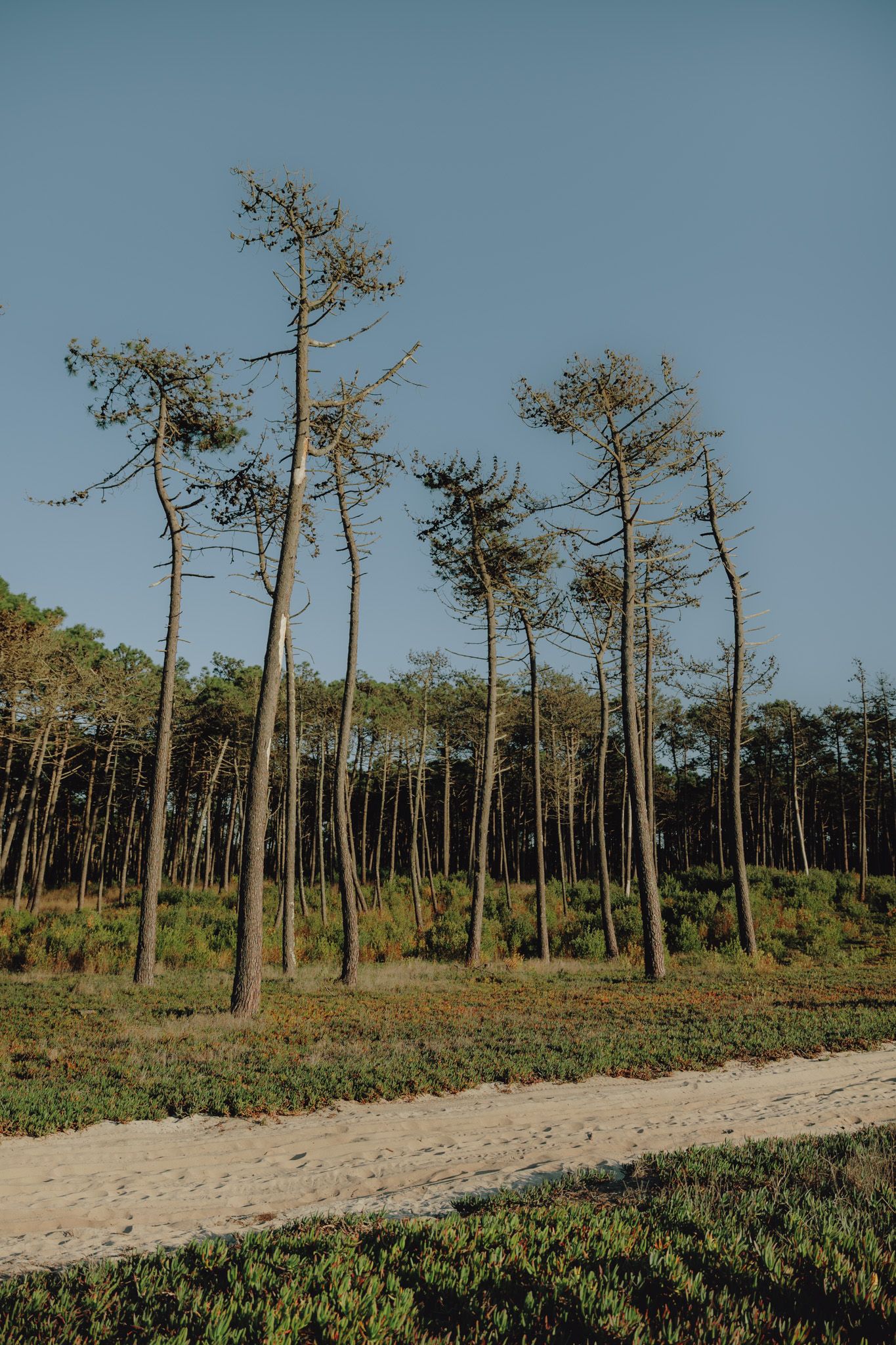 Tall pine trees line a sandy path under a clear blue sky.