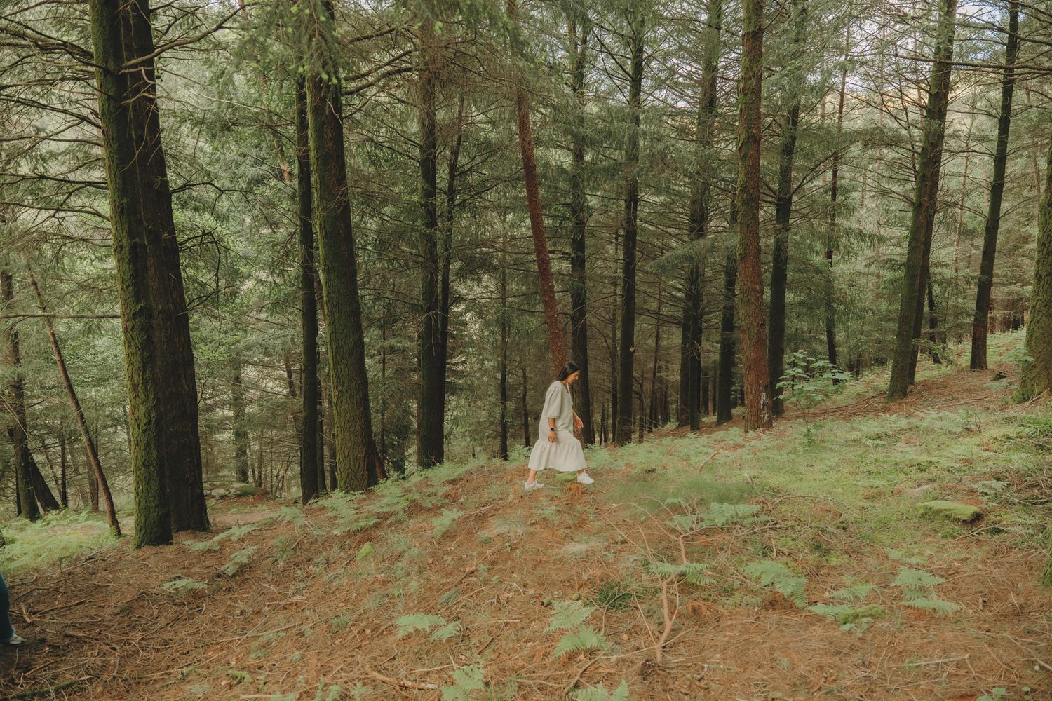 Panoramic view of a serene pine forest with sunlight filtering through the trees.