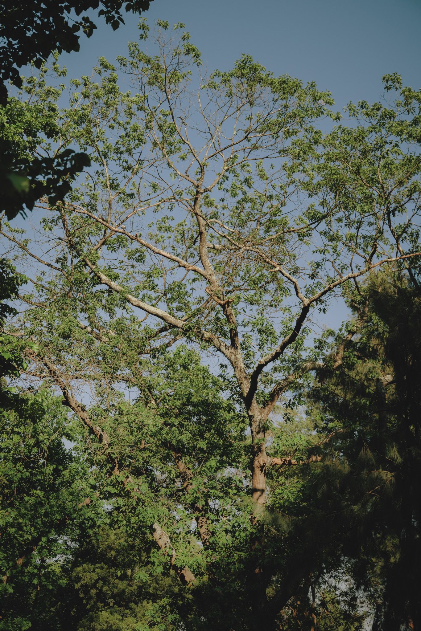 Tall trees with spreading branches against a bright blue sky.