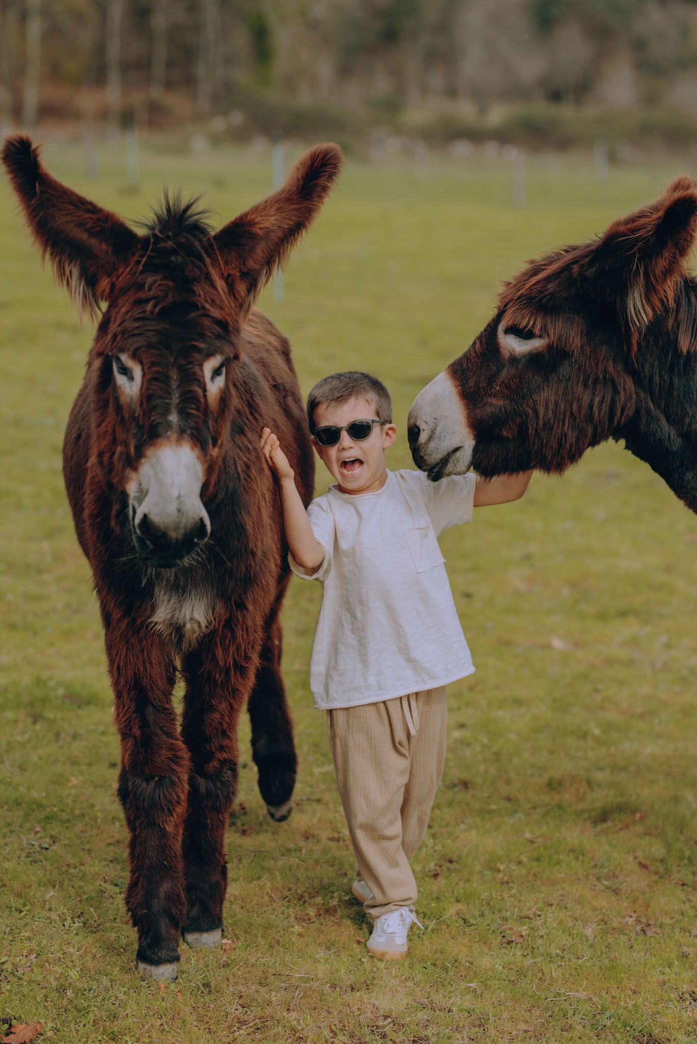 A series of five photos showing a child in a white shirt and khaki pants interacting with a brown donkey in a grassy field.