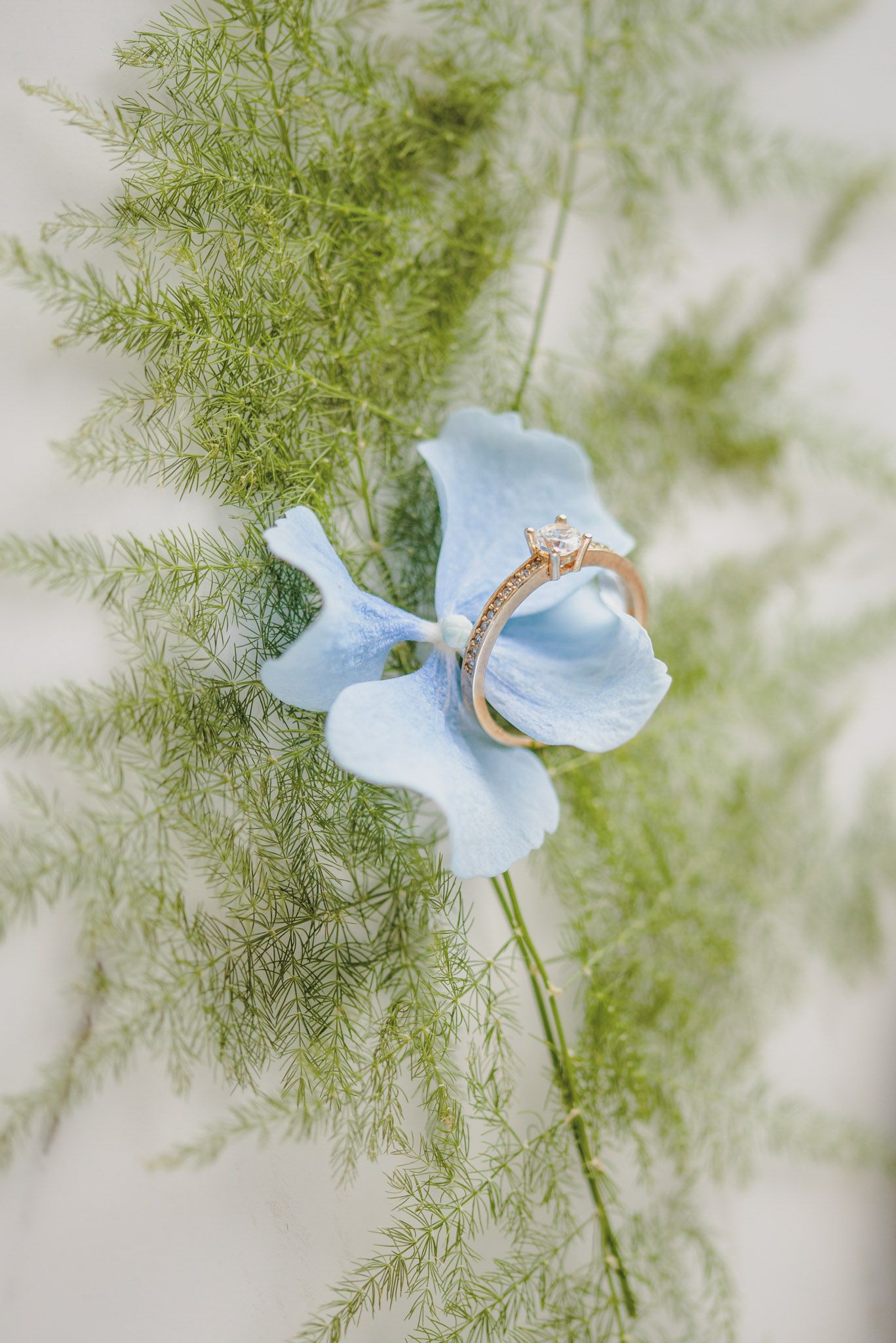 Delicate light blue sweet pea flower blooms against soft green feathery foliage in a dreamy macro photograph.