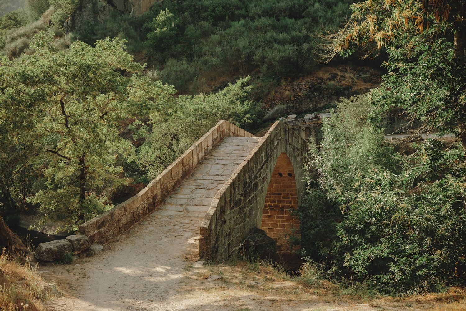 A winding stone path leads through lush green foliage in a garden setting.