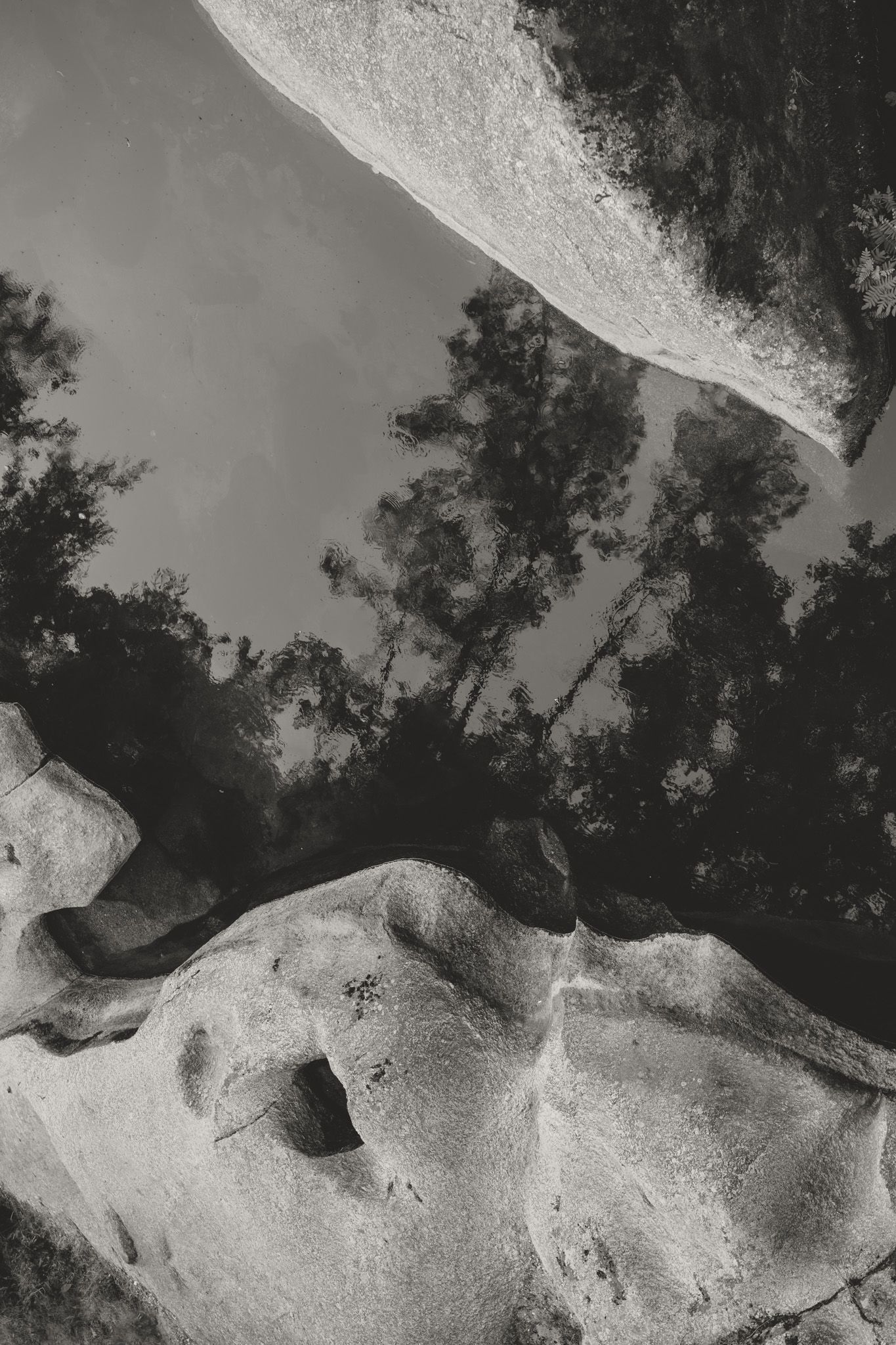 Abstract black and white aerial view of a coastline with trees casting shadows.