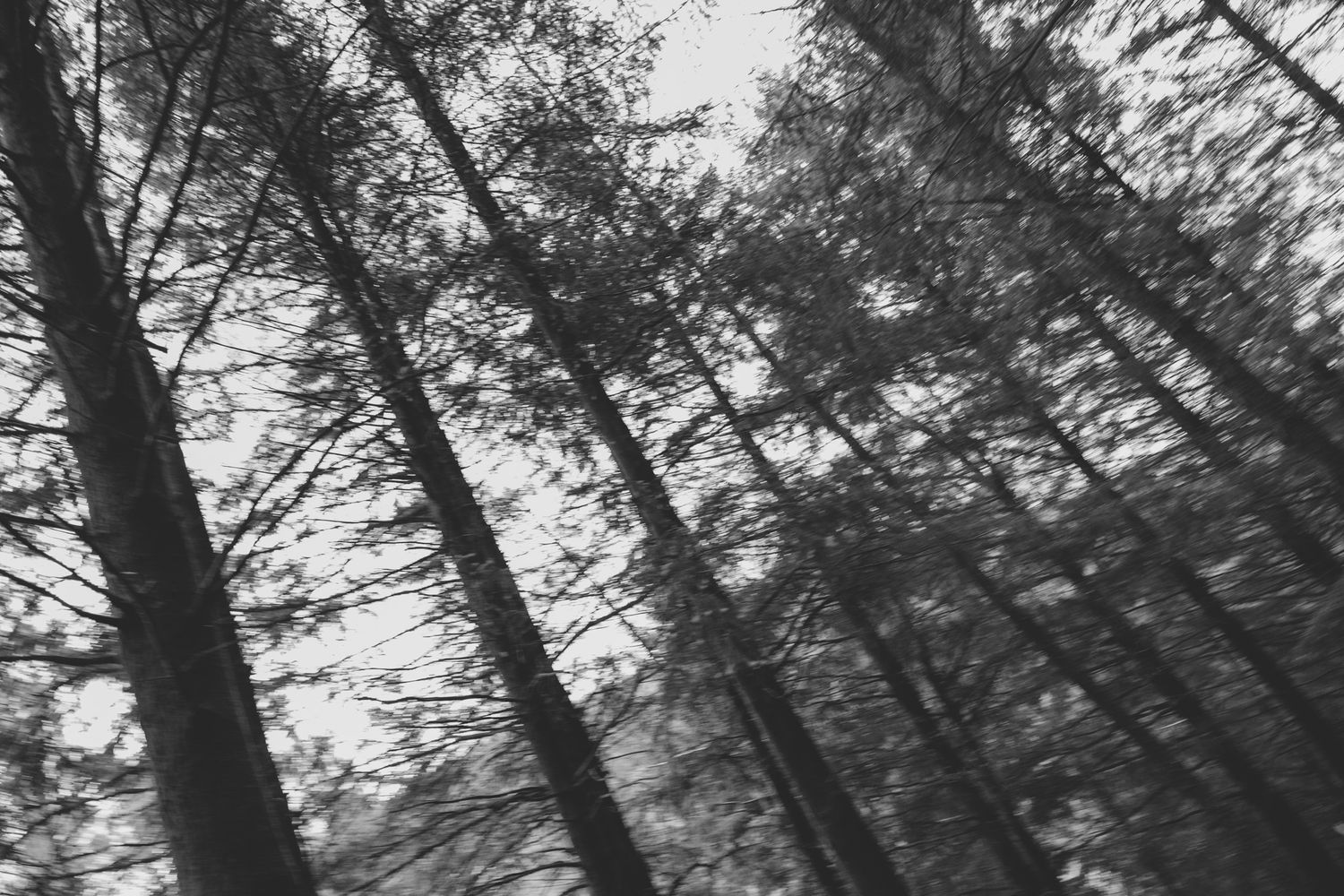 Upward view of tall pine trees silhouetted against a bright sky in a forest setting.