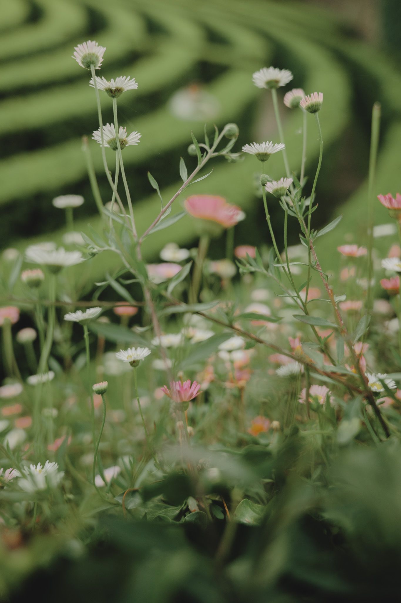 Delicate white and pink daisies bloom among lush green garden foliage.