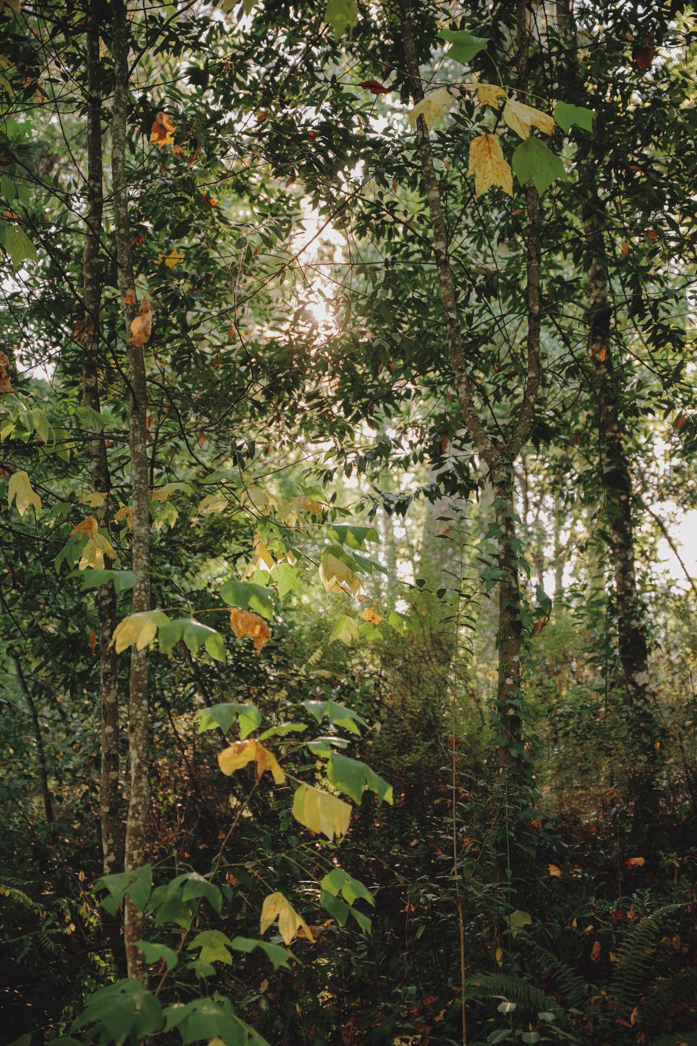 Sunlit forest canopy with autumn leaves creates natural backdrop.