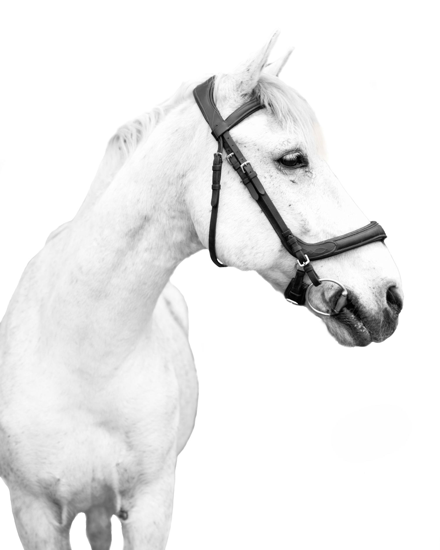 Black and white profile portrait of a majestic white horse wearing a leather bridle against a plain background.