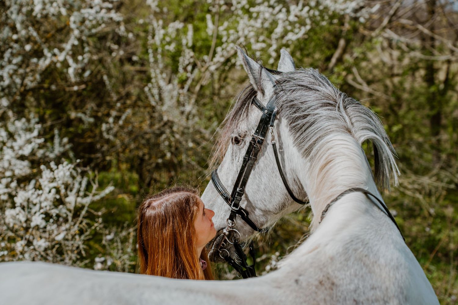 A beautiful white horse being lovingly nuzzled in a dreamy spring setting with blooming trees in the background.