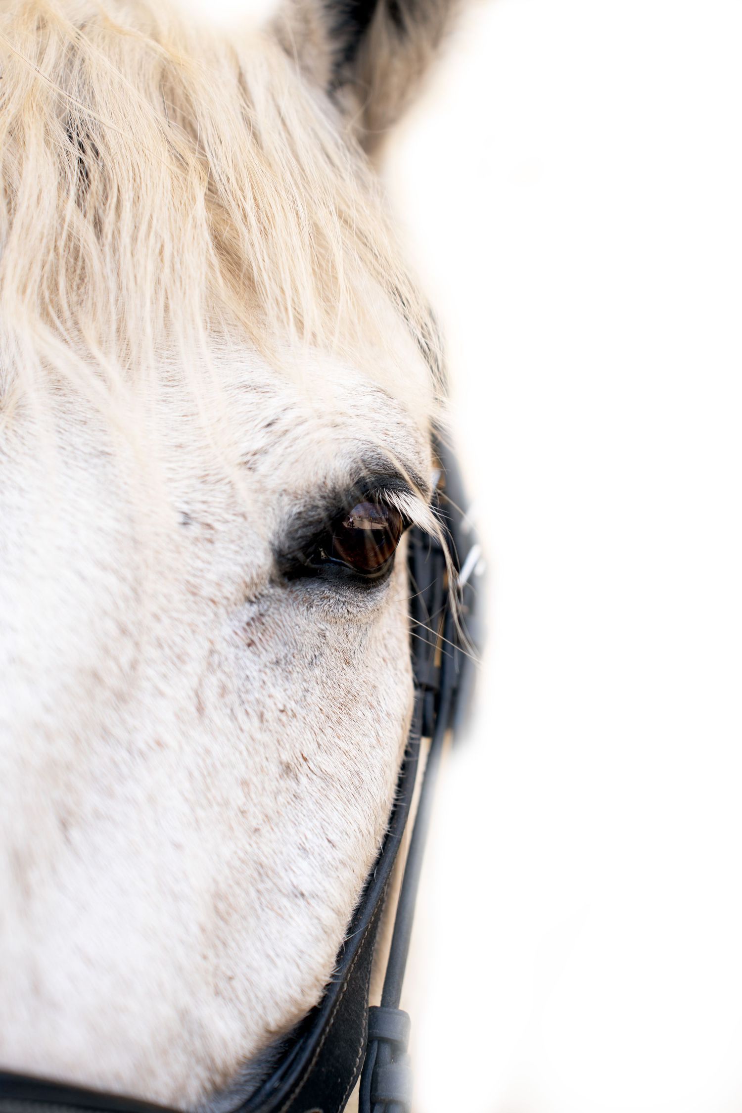 Close-up view of a white horse's eye and face with leather bridle detail.