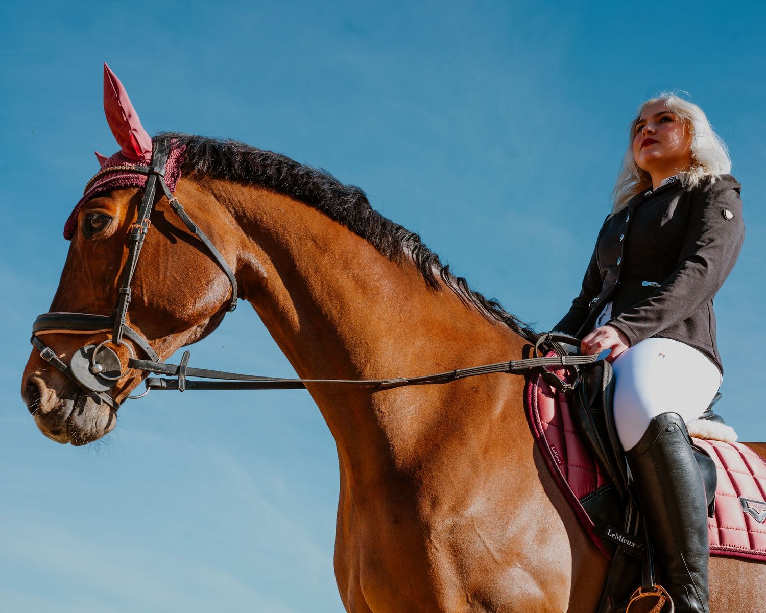 A chestnut horse with black mane wearing English riding tack stands against a bright blue sky while being ridden.