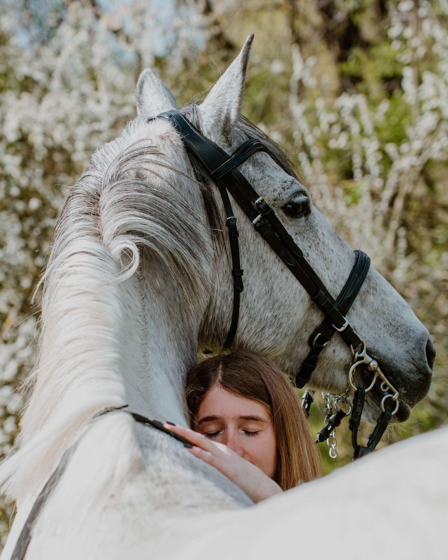 A majestic white horse with dark bridle and tack stands close to someone in a tender pose against a blooming springtime backdrop.